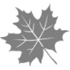 Maple_Leaf-893476-edited.jpg