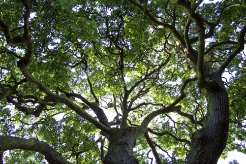 tree-of-life-0717.jpg